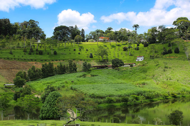 Cocoa Farm - M Libanio Agricole SA - Brazil - Valrhona partner