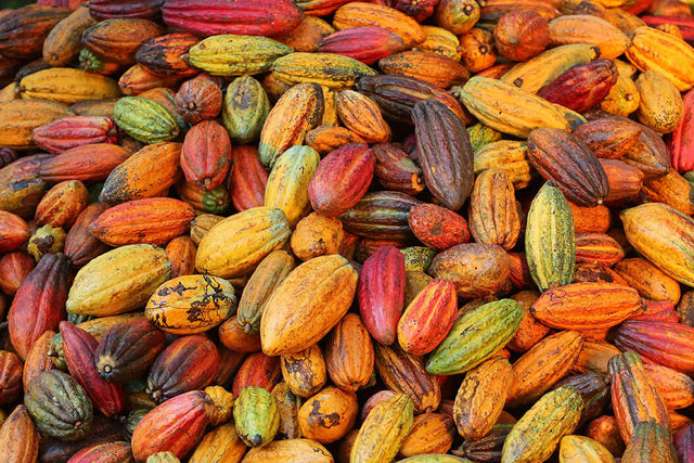 Cocoa pods of different colors in a Cocoa Farm, partner with Valrhona