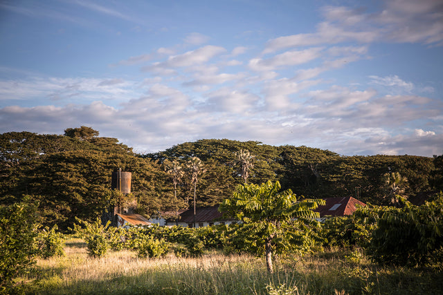 Cocoa Farm - Millot Plantation - Madagascar - Valrhona Partner - Buildings