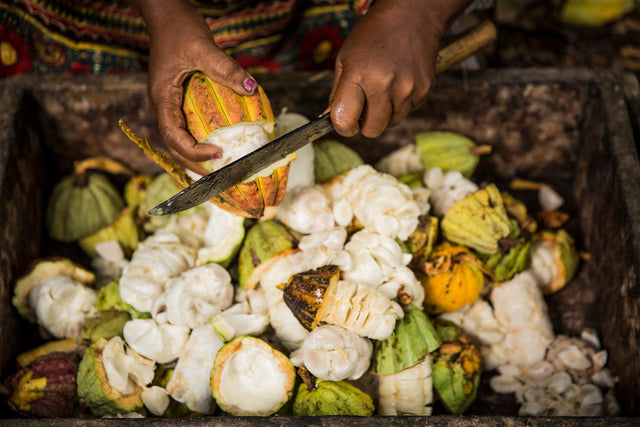 Cocoa Farm - Millot Plantation - Madagascar - Valrhona Partner - Cleaning process