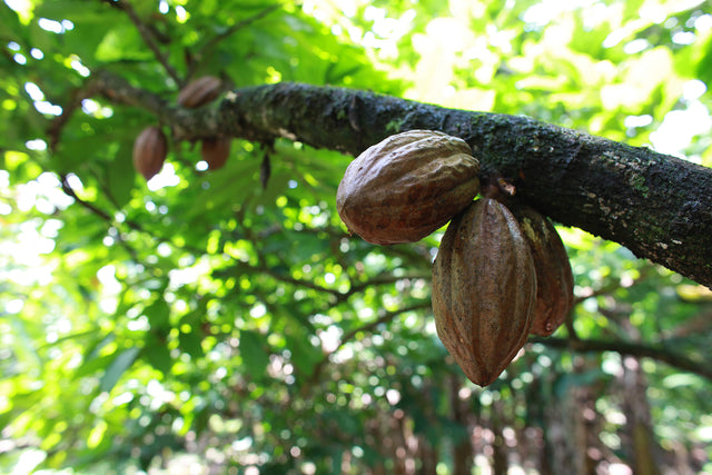 Cocoa Farm - Venezuela - Valrhona partner - Cocoa tree