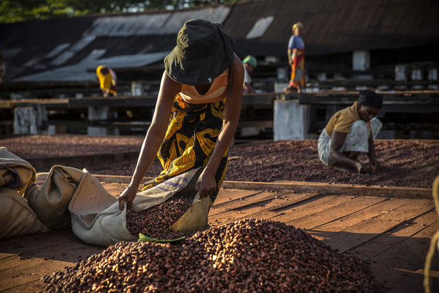 Cocoa Farm - Millot Plantation - Madagascar - Valrhona Partner - Drying process