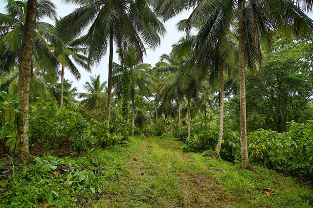 Cocoa Farm - Conacado Cooperativa - Dominican Republic - Valrhona partner - Cocoa trees