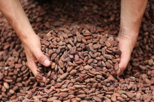 Cocoa Farm - Conacado Cooperativa - Dominican Republic - Valrhona partner - Drying process