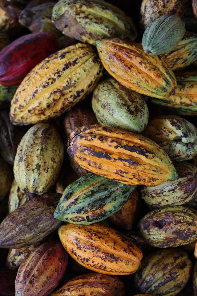 Cocoa Farm - Venezuela - Valrhona partner - Cocoa pods