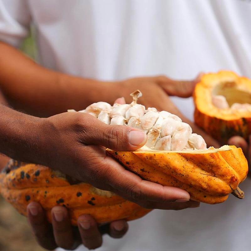 Hands hold cacao fruit that's been cut open exposing the pulp in Brazil.