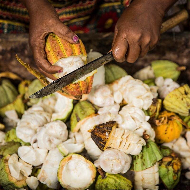 Two hands use a knife to cut the cacao fruit and harvest the pupl.