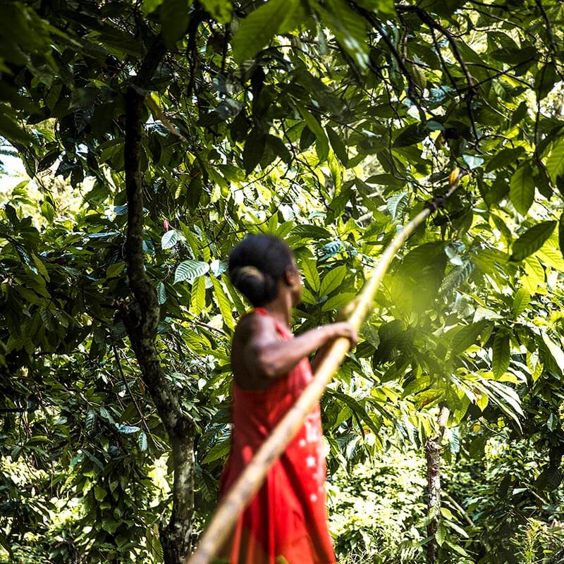 A person in a red dress reaches a long pole up into the cacao trees to harvest the fruit in Madagascar.