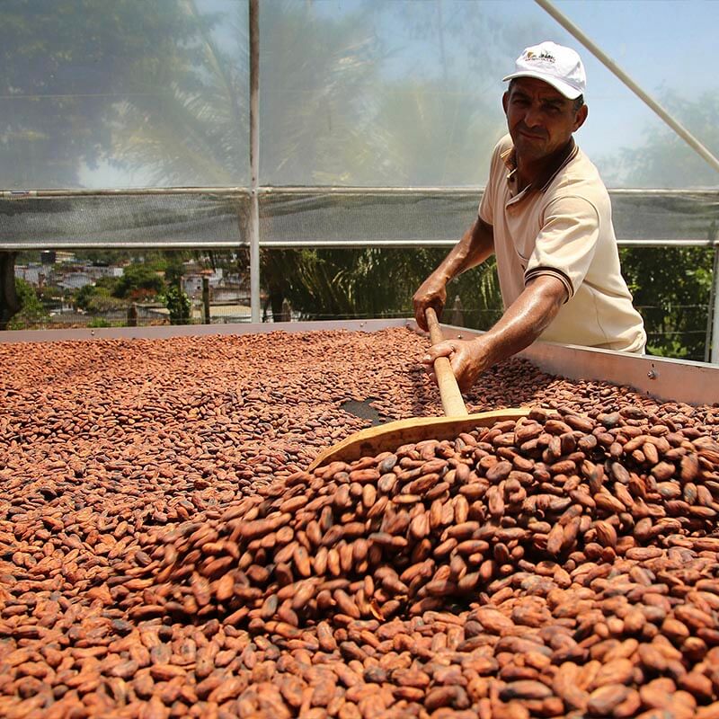 A person uses a large wooden shovel to mix and scoop cocoa beans in Brazil.