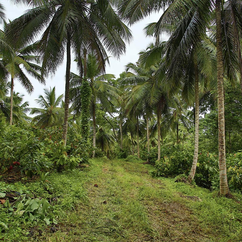 Dominican Republic landscape