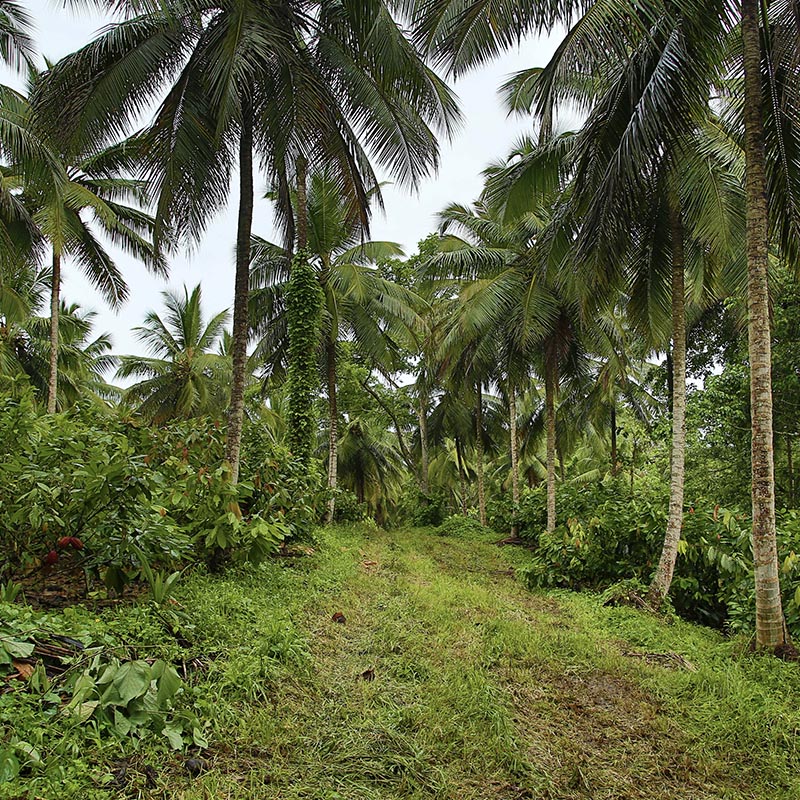 Cocoa trees in the Dominican Republic.
