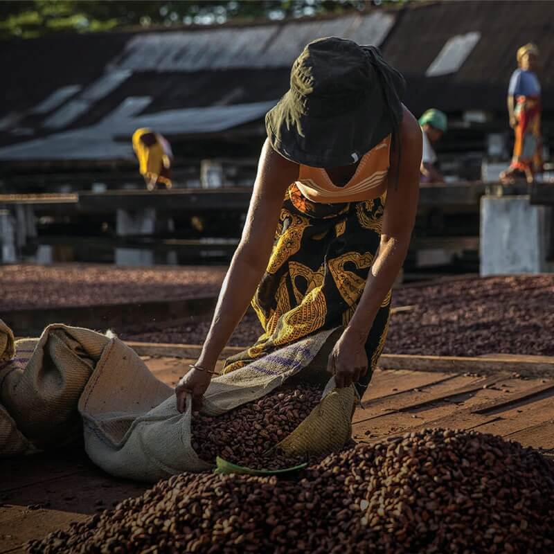 A person is scooping cocoa beans into a sack.