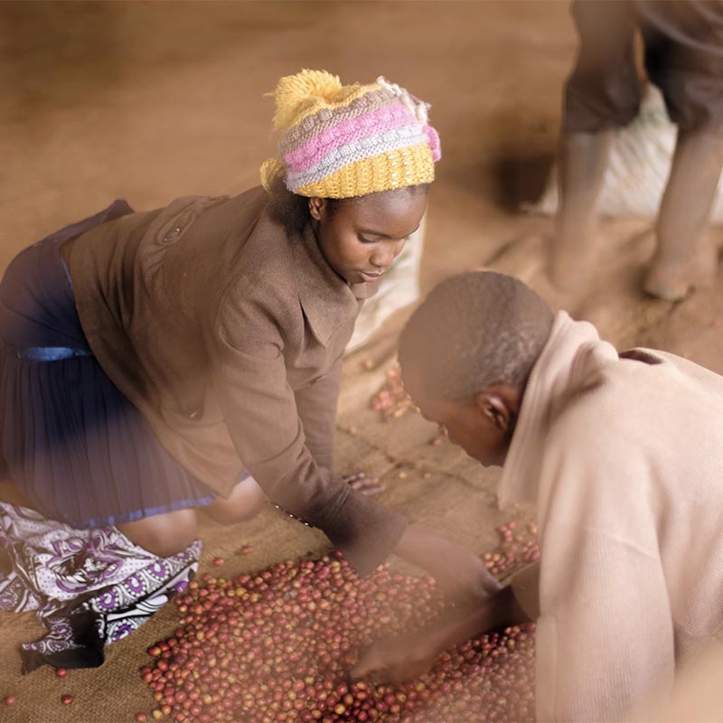 Francis Kundu of Exilior Coffee, and one other person, are sorting coffee beans.